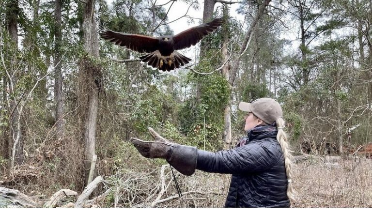 Falconry Hunt in Georgia