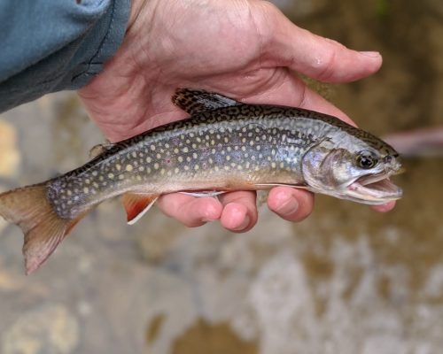 guided fly fishing is perfect for an asheville nc getaway deal