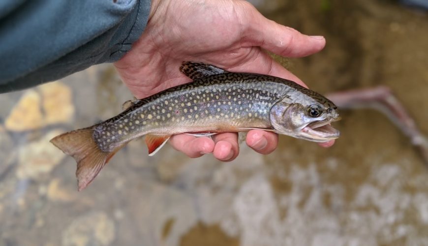 guided fly fishing is perfect for an asheville nc getaway deal
