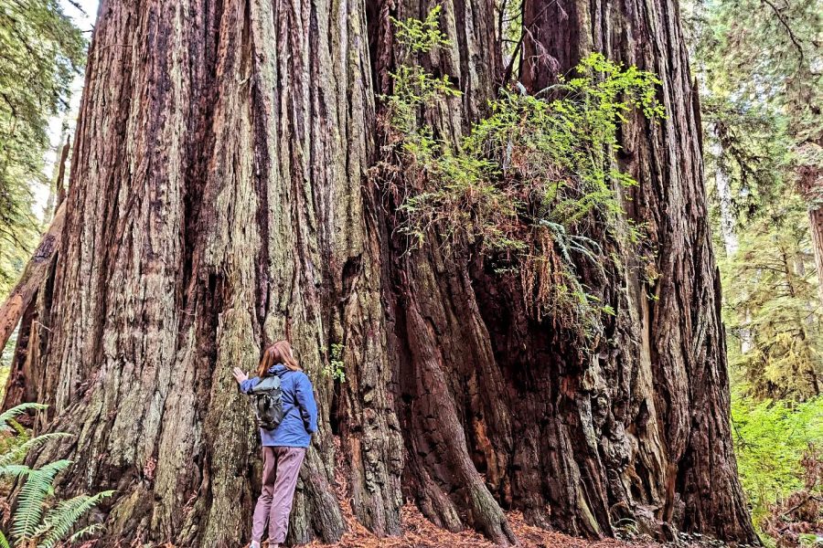 Person with blue long sleeve jacket and pink pants stand next to massive redwood tree in redwood tree park California.