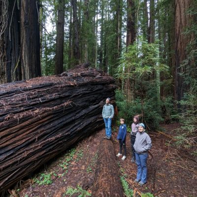 Group of two adults and two children stand next to fallen redwood tree showing the tree is two times as wide as the people are tall.