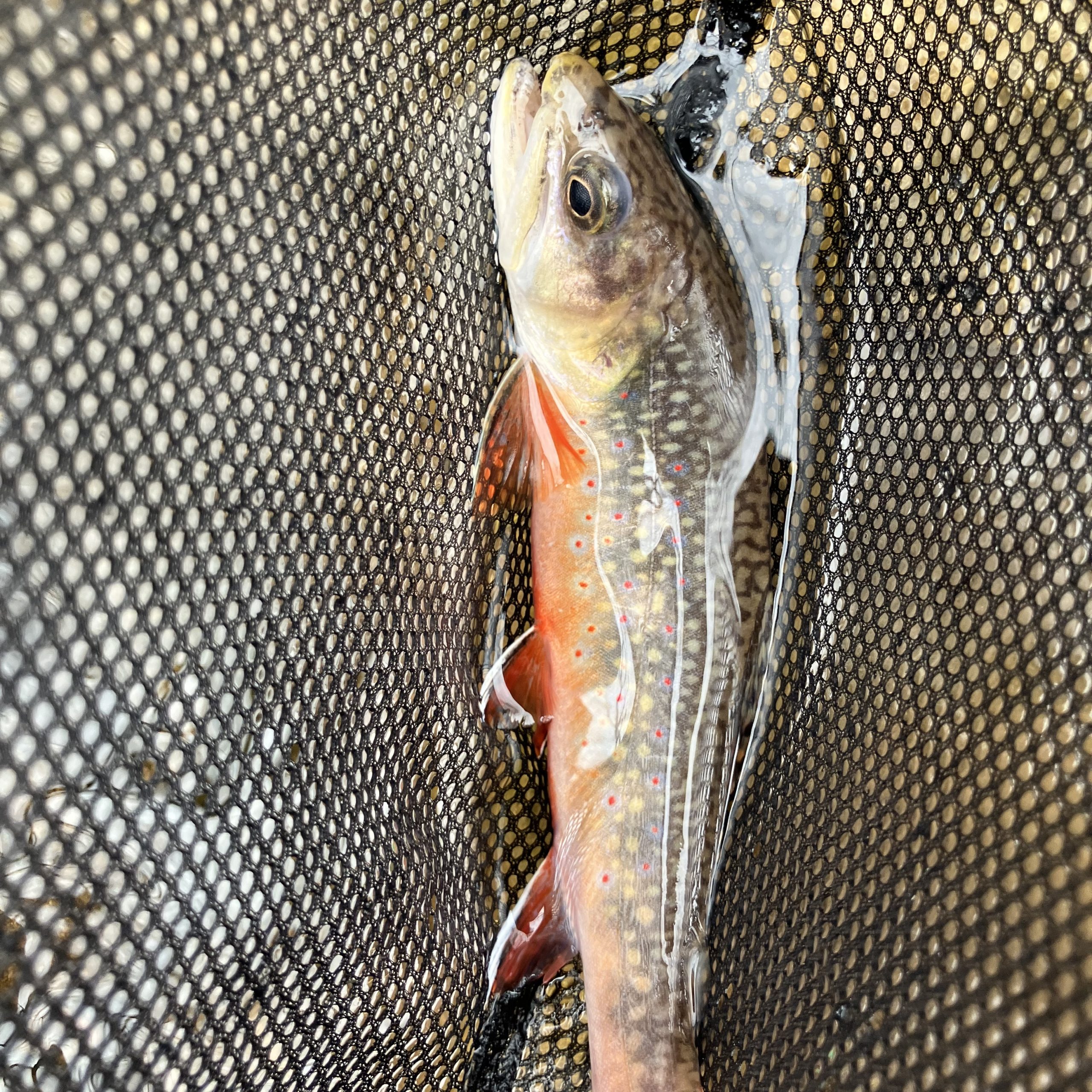 Stunning mountain brook trout with vibrant orange stomach coloring laying in a net in the water.