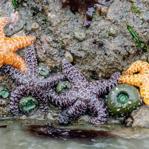 Explore tide pools