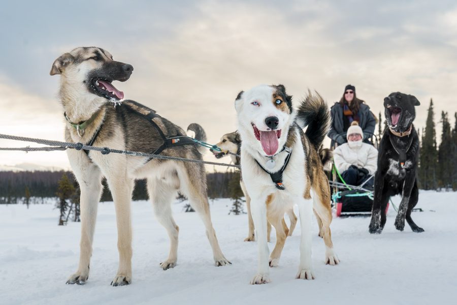 Winter Dog Sled Tour in Alaska