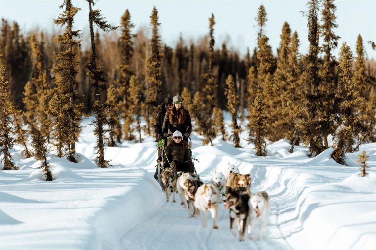 Two people in warm winter clothing in Telkeetna AK stand on the back of dog sled with one person sitting in the front behind a group of nine sled dogs. They are running toward the camera with barren pine trees in the background and two foot high snow backs on the sides fo the trail.