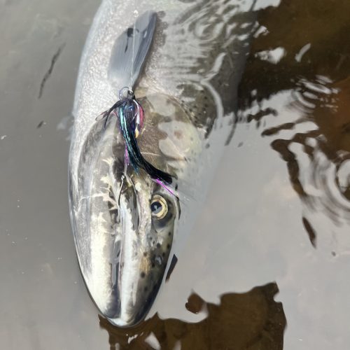 Steelhead fish with fly in mouth laying half in and half out of the water.