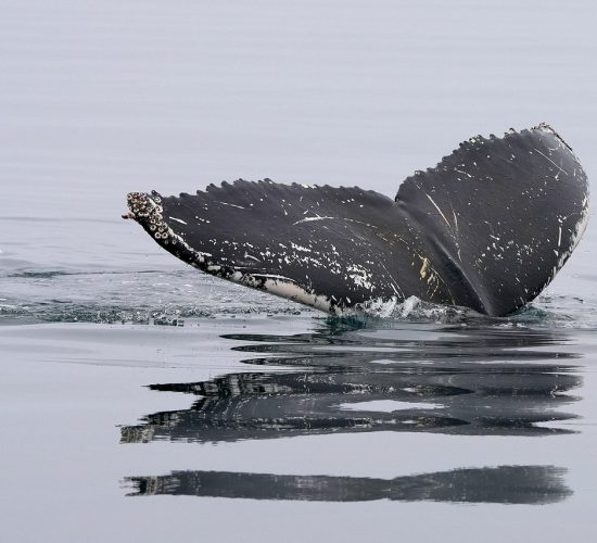 Whumpback whale tail crests out of the water of still ocean.