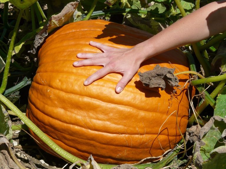 Palmer Alaska is known for it's giant vegetables, like pumpkins.
