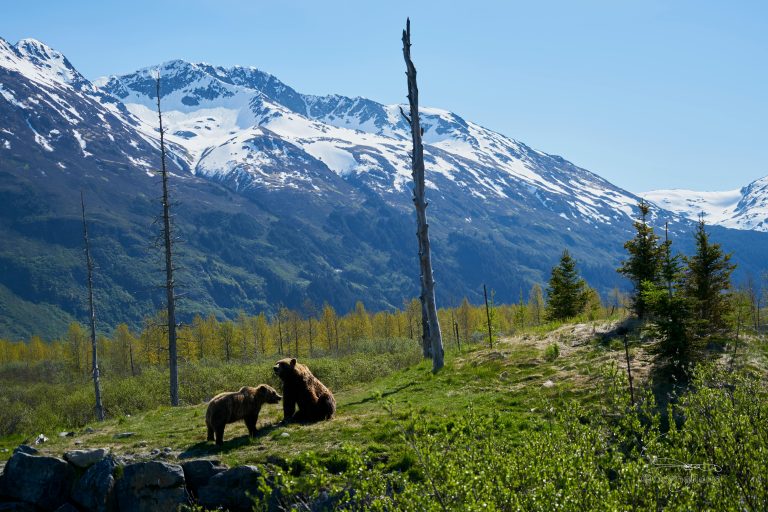 Bear viewing tour in denali national park