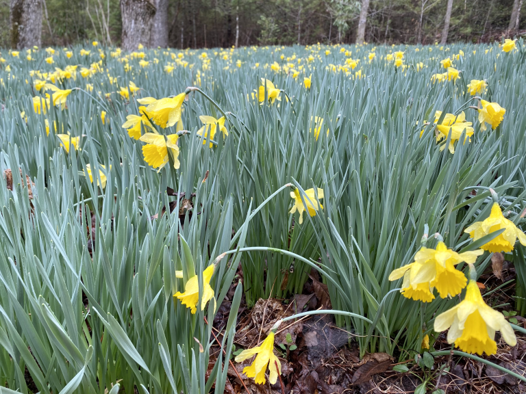 Daffodil flats is a popular hiking trail near Asheville, NC in Pisgah National Forest.