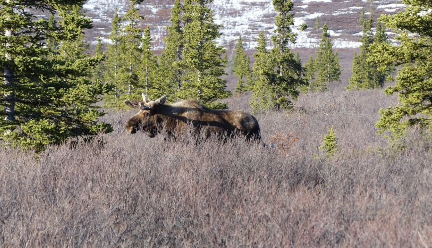 Ways to Plan Your Alaska Vacation for Maximum Adventure