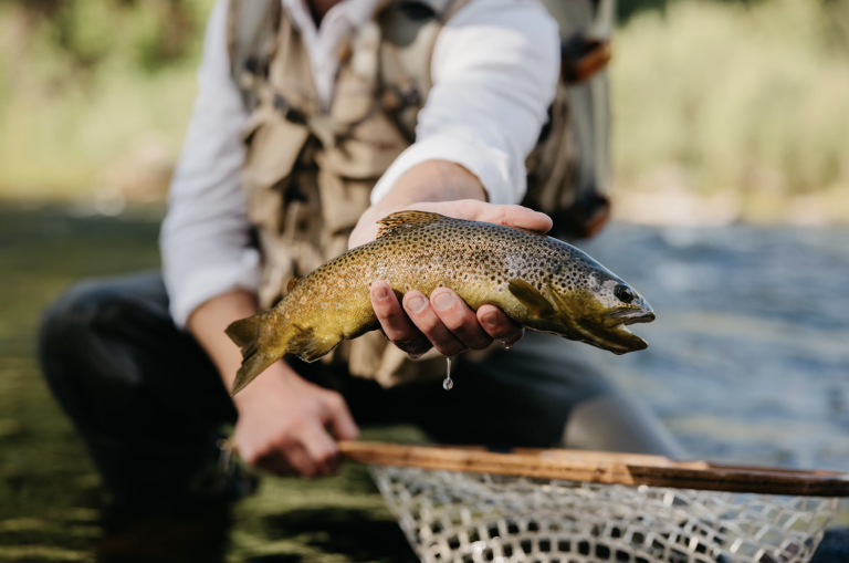 trout fly fishing for beginners