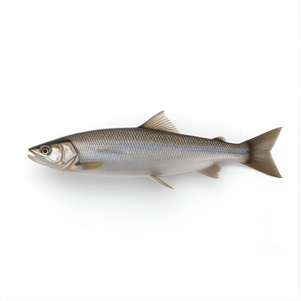 mountain whitefish