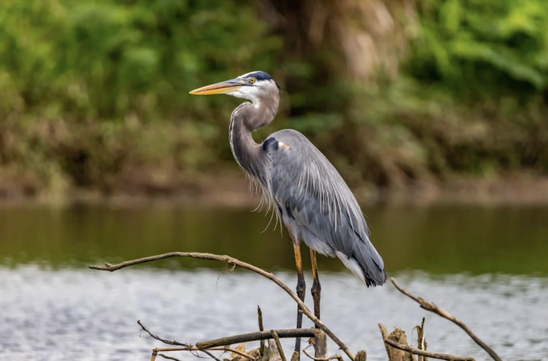 great blue heron