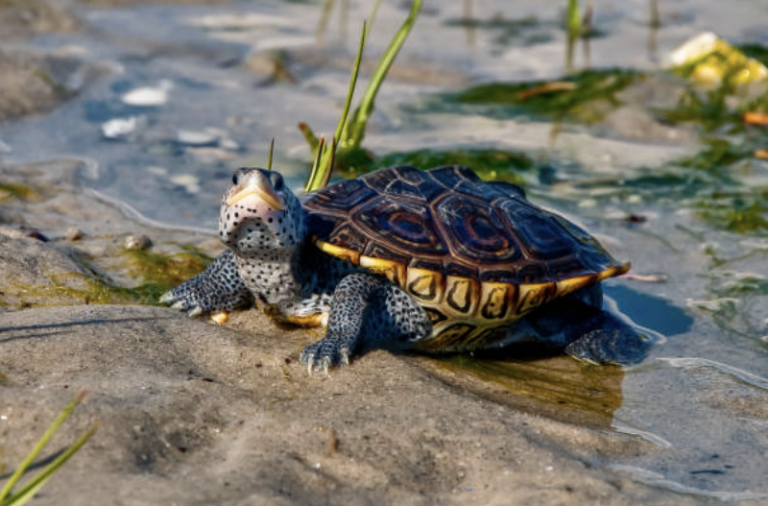 Diamondback Terrapin