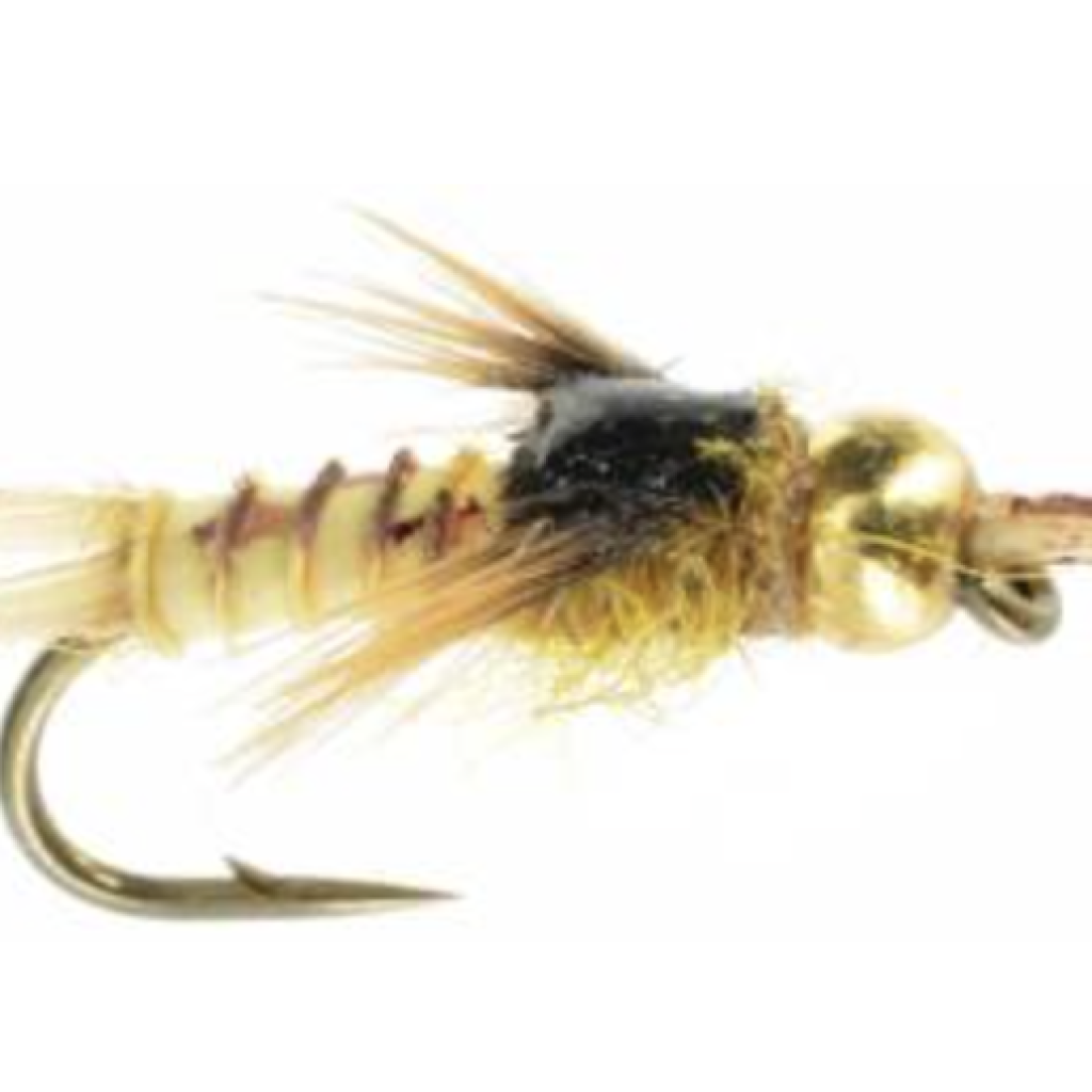 golden stonefly